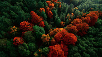 A rich and vivid gradient inspired by a lush autumn forest, shifting from a fiery terracotta red to a deep, mossy green. 