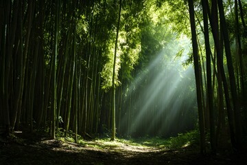 Obraz premium Bamboo Grove with Sunbeams for Tranquil Nature Photography and Peaceful Botanical Retreat Inspiration