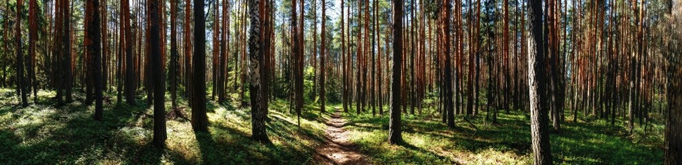 Obraz premium Sun-drenched forest path. Dense rows of tall pine trees line a shaded forest path. 