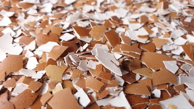 Broken Eggshells Close-up video of scattered brown & white eggshell fragments on wood. Perfect for concepts of organic waste, recycling, compost, natural texture & food byproducts.