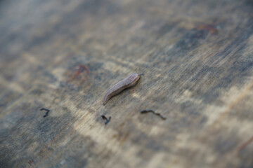 木目の上を這う小さな命