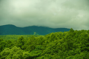 夏の森、曇り空の山々