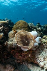 Vibrant coral reef teeming with life under the clear turquoise waters.
