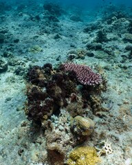 Vibrant coral formations thrive on a tropical ocean floor.