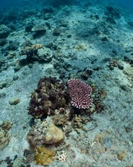 Underwater view of a vibrant coral reef ecosystem with diverse marine life.