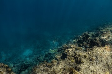Fototapeta premium Underwater view of a vibrant coral reef ecosystem teeming with life.
