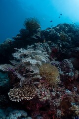 Vibrant coral reef teeming with marine life in a tropical ocean.