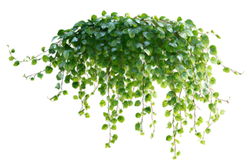  Vines hanging on a white background, photorealistic, hyperrealistic, green plants in the shape of an animal isolated on a transparent PNG cutout white background, 