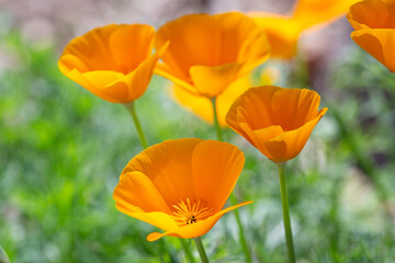 Real Outdoor California Poppy, Eschscholzia California, Golden Mexican Poppy, Family Papaveraceae, Orange Flowers, Bud Macro Closeup Pistil and Stamen Photo