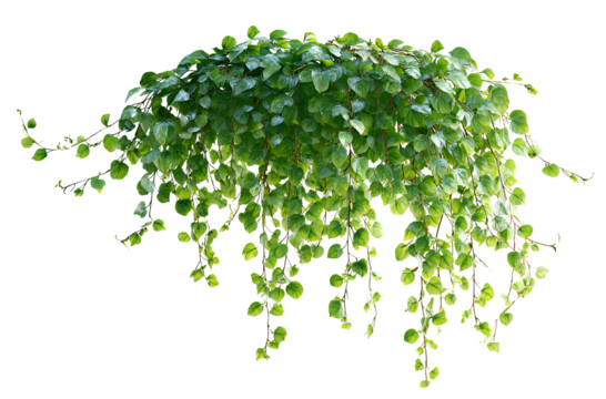  Vines hanging on a white background, photorealistic, hyperrealistic, green plants in the shape of an animal isolated on a transparent PNG cutout white background,  - Powered by Adobe