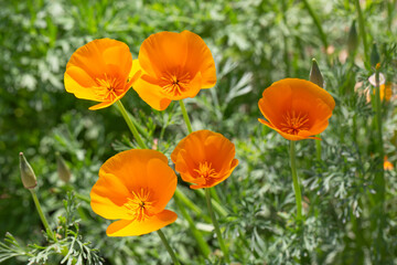 Fototapeta premium Real Outdoor California Poppy, Eschscholzia California, Golden Mexican Poppy, Family Papaveraceae, Orange Flowers, Bud Macro Closeup Pistil and Stamen Photo