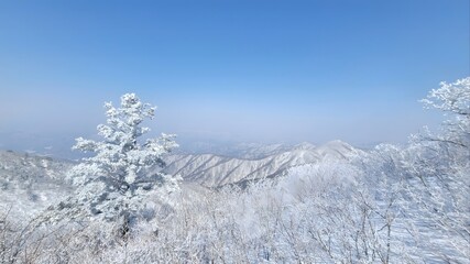 Winter mountain panorama with snow-covered evergreen trees and mountain ridges under blue sky
