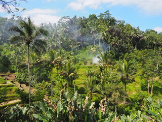 tegalaran rice terrace in Bali island, Indonesia
