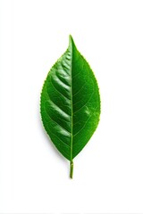 Obraz premium Single vibrant green leaf, sharply focused, against pure white background. Leaf is oval-shaped, with prominent veins. Stem is visible