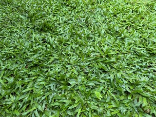 green grass background