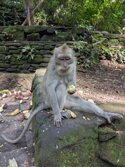 the monkey forest in bali island, Indonesia