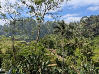 tegalaran rice terrace in Bali island, Indonesia
