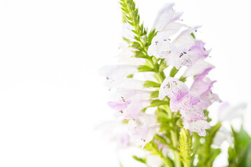 ハナトラノオの薄紫色の花を白背景でマクロ撮影09