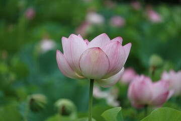 ステキな蓮の花　夏の風景