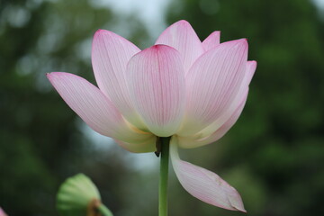 Obraz premium ステキな蓮の花 夏の風景