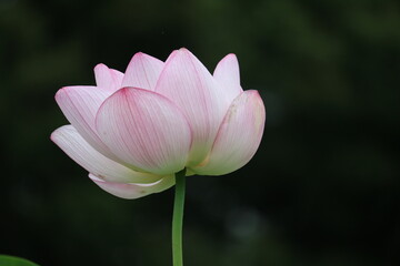 ステキな蓮の花　夏の風景