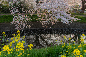花筏と菜の花