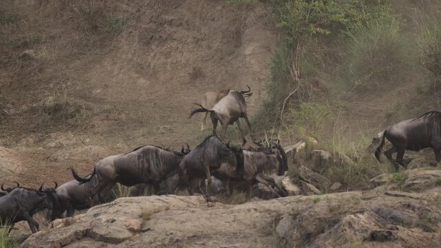 Lion hunting wildebeest in the Maasai Mara during the great migration in Africa 