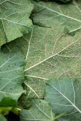 Close up of Hollyhock Leaf Rust