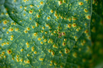Close up of Hollyhock Leaf Rust