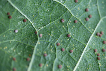 Close up of Hollyhock Leaf Rust