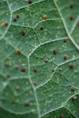 Close up of Hollyhock Leaf Rust