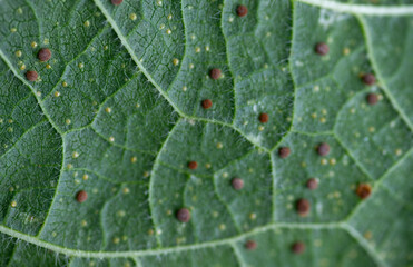 Close up of Hollyhock Leaf Rust
