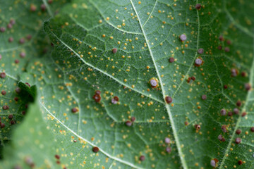Close up of Hollyhock Leaf Rust