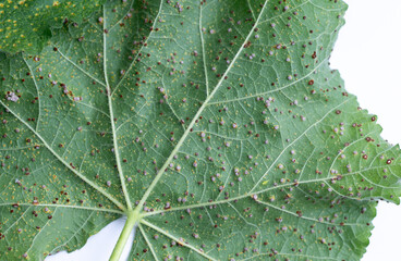 Obraz premium Close up of Hollyhock Leaf Rust