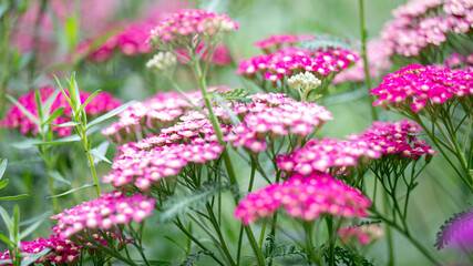 Background of Summer Flower Field in Morning Light