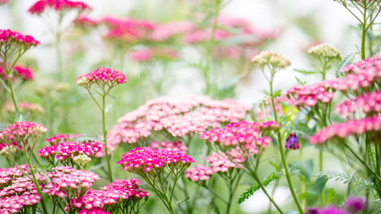 Obraz premium Background of Summer Flower Field in Morning Light