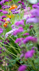 Pink and Purple Flowers Growing in Field in Summer