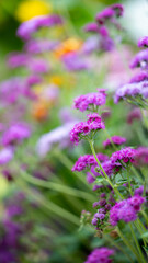Pink and Purple Flowers Growing in Field in Summer