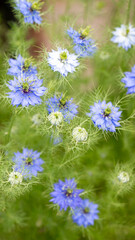 Close up of Nigella Blue Flowers in Summer Garden