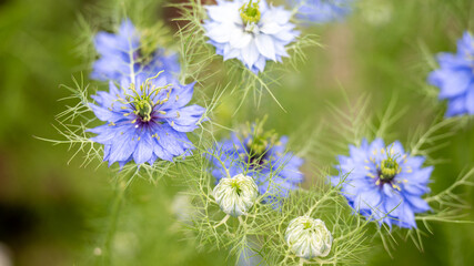 Close up of Nigella Blue Flowers in Summer Garden