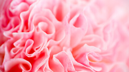 Fototapeta premium Close up of Petals of Pink Flower