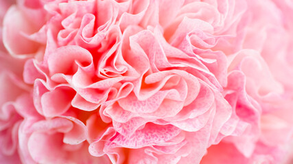 Close up of Petals of Pink Flower