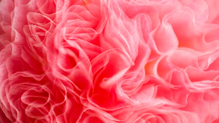 Close up of Petals of Pink Flower