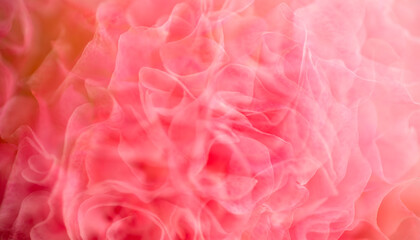 Fototapeta premium Close up of Petals of Pink Flower