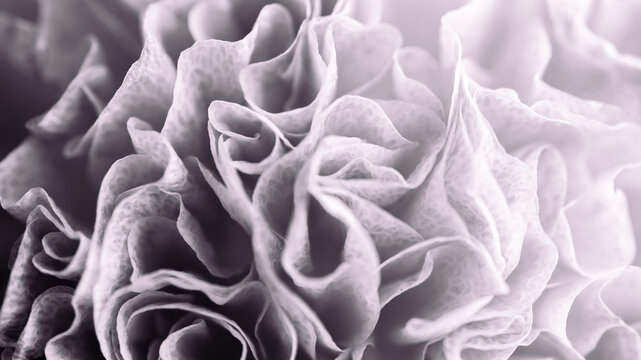 Close up of Flower Petals in Black and White Color