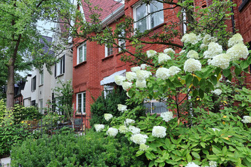 Urban row houses with gables and large hydrangea bush in front garden