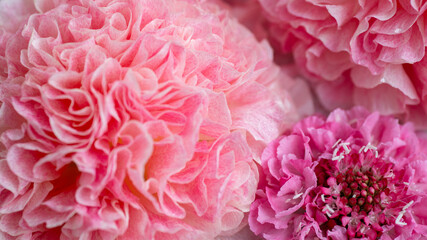 Close up of Petals of Pink Flower