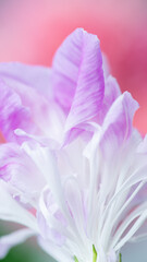 Fototapeta premium Abstract Macro Close up of Pink and White Petals 