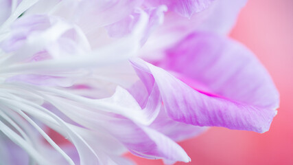 Abstract Macro Close up of Pink and White Petals 