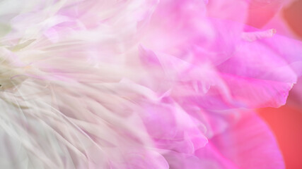 Obraz premium Abstract Macro Close up of Pink and White Petals 